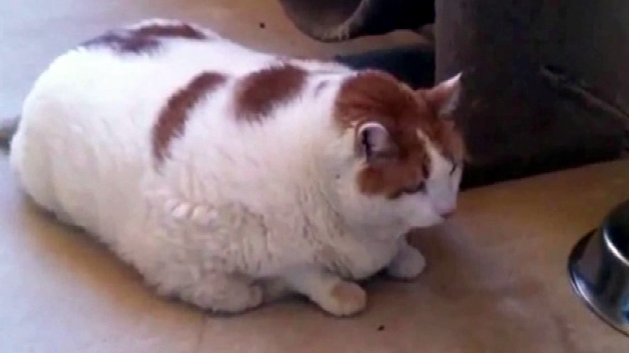 Prísne diéty nemusia pre nadváhu dodržiavať iba ľudia.  Mačku, ktorá sa prežrala“ až na 18 kíl jej staručká majiteľka už nevládala prenášať, preto ju dala do útulku. 